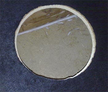 img37.jpg
